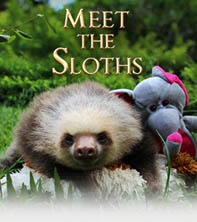 Meet The Sloths